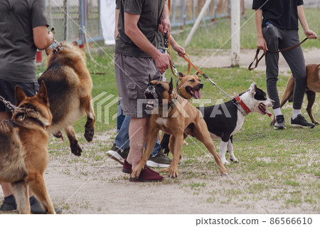 Dog Fight. A German boxer attacks a sheepdog. Dog Fight. A German boxer attacks a sheepdog. 86566610