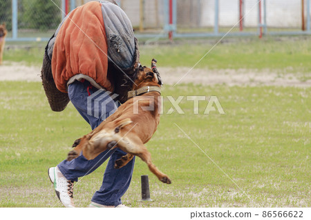 A dog of the German Boxer breed holds a bite sleeve in its mouth. K9 training 86566622