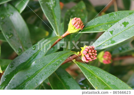 盛開的花蕾 86566623