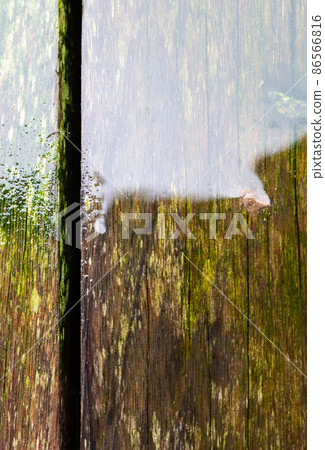 Wet surface of worn tropical wood with green moss, close up Wet surface of worn tropical wood with green moss, close up 86566816