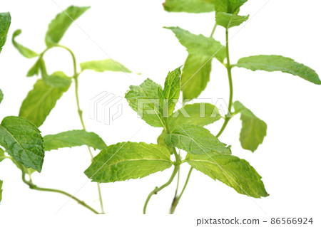 Moroccan mint Moroccan mint 86566924