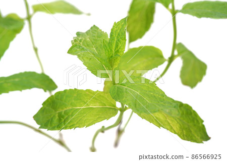 Moroccan mint Moroccan mint 86566925