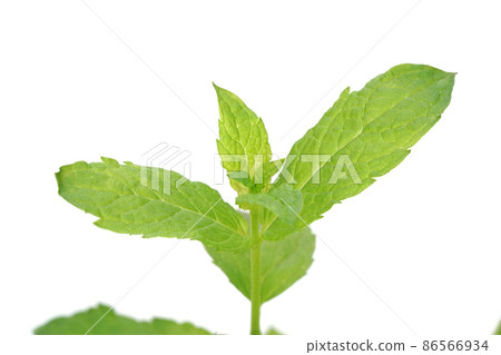 Moroccan mint Moroccan mint 86566934