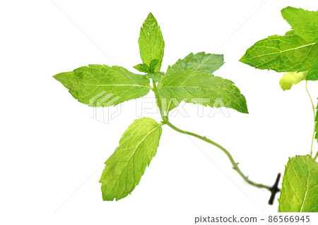 摩洛哥薄荷 86566945