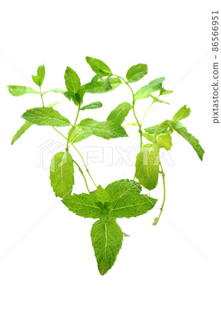 Moroccan mint 86566951
