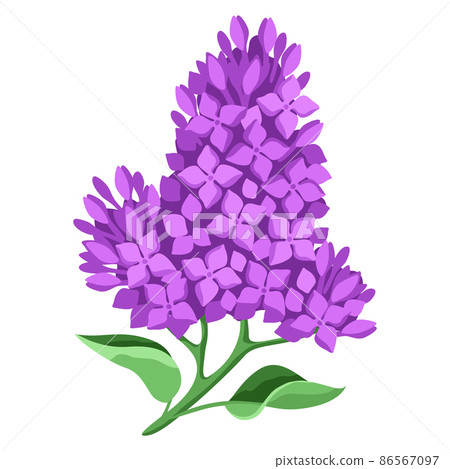 Illustration of lilac flowers. Beautiful decorative spring plant. Illustration of lilac flowers. Beautiful decorative spring plant. 86567097