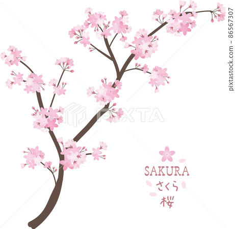 Cherry blossom branch spring illustration - Stock Illustration