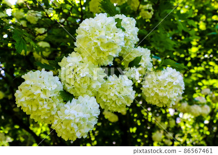 Bouquet of white hydrangea flower blossom in morning garden and green background. Bouquet of white hydrangea flower blossom in morning garden and green background. 86567461