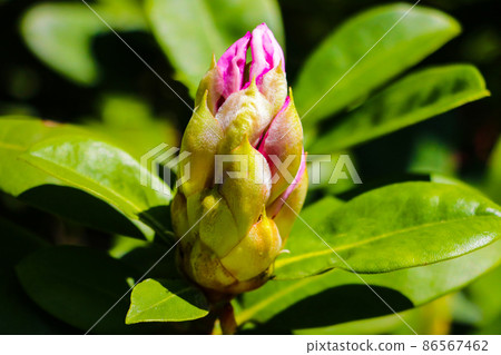 Large flower buds and green rhododendron leaves. Unopened rhododendron buds closeup. Large flower buds and green rhododendron leaves. Unopened rhododendron buds closeup. 86567462