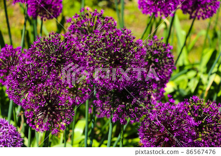 Beautiful purple flowers Allium giganteum, cultivar Globemaster. 86567476