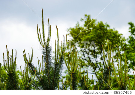 Tops of spruce against the background of bright sky, background. 86567496