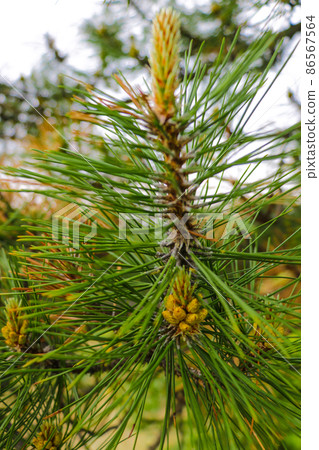 Macro closeup of pine branching off, new growth of branches on a conifer tree, out of focus. Macro closeup of pine branching off, new growth of branches on a conifer tree, out of focus. 86567564