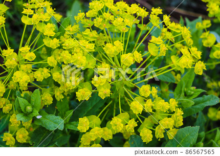 Golden alyssum Aurinia saxatilis yellow flowers in full bloom during spring time, out of focus Golden alyssum Aurinia saxatilis yellow flowers in full bloom during spring time, out of focus 86567565