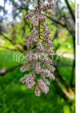 View of a flowering branch in the garden, the beginning of spring, nature comes to life. View of a flowering branch in the garden, the beginning of spring, nature comes to life. 86567566