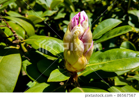 Blown beautiful magnolia flower on a tree with green leaves. Blown beautiful magnolia flower on a tree with green leaves. 86567567