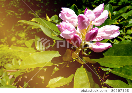 Blown beautiful magnolia flower on a tree with green leaves. Blown beautiful magnolia flower on a tree with green leaves. 86567568