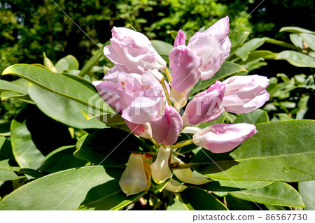 Spring flower on a magnolia tree against the background of the garden. 86567730