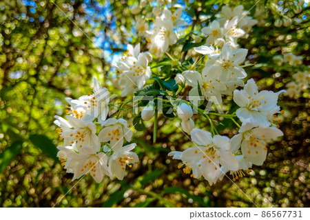 photo of blossoming tree brunch with white flowers on bokeh green background. 86567731
