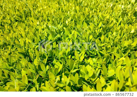 Green leaves texture background macro, plant, nature. 86567732