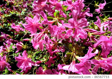Mirabilis jalapa, the miracle of Peru or a four-hour flower, is the most common ornamental species of the Mirabilis plant and is available in various colors. 86567733