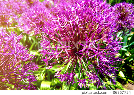 Allium blooming close up. Ball of blossoming allium flowers. Beautiful alliums for gardening theme. Botany concept. Violet bloom gorgeous flower. Gardening and planting plants. Allium blooming close up. Ball of blossoming allium flowers. Beautiful alliums for gardening theme. Botany concept. Violet bloom gorgeous flower. Gardening and planting plants. 86567734