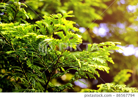 Close up on evergreen coniferous leaves in the garden. 86567794