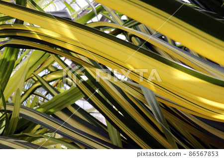Chlorophytum comosum or spider plant. Close up of leaves. Chlorophytum comosum or spider plant. Close up of leaves. 86567853