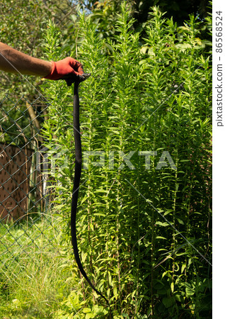 Natrix is a non-venomous snake, a long and black reptile. 86568524