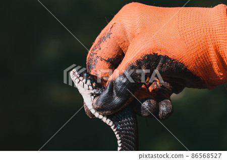 Natrix is a non-venomous snake, a long and black reptile. Natrix is a non-venomous snake, a long and black reptile. 86568527