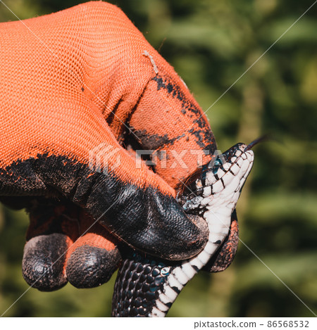 Snake in human hands, Natrix is a genus of non-venomous snakes of the snake family. Snake in human hands, Natrix is a genus of non-venomous snakes of the snake family. 86568532
