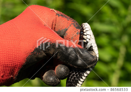 Snake in human hands, Natrix is a genus of non-venomous snakes of the snake family. Snake in human hands, Natrix is a genus of non-venomous snakes of the snake family. 86568533