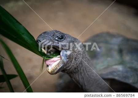 Feeding a Giant Tortoises in a park. Seychelles islands. Feeding a Giant Tortoises in a park. Seychelles islands. 86569784