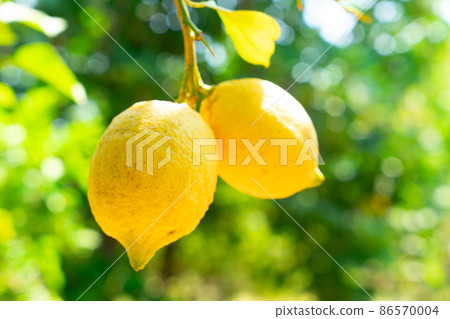 Lemon garden of Sorrento Lemon garden of Sorrento 86570004