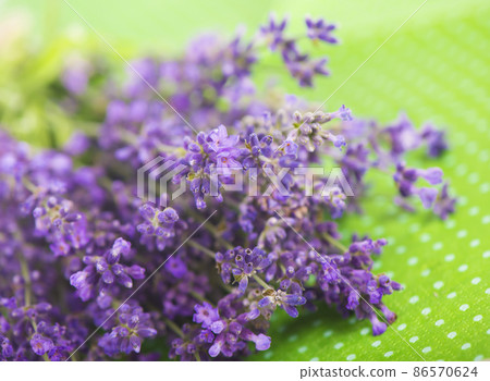 Lavender herb for perfume cosmetics. Natural lavender. Lavender herb for perfume cosmetics. Natural lavender. 86570624