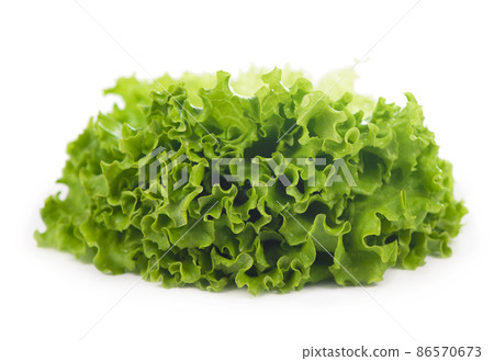 Freshness green leaf lettuce on white background Freshness green leaf lettuce on white background 86570673