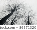 The crowns of the trees in the morning fog. Beautiful abstract nature fine art for modern home wall decoration. 86571320