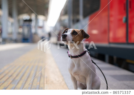 Jack Russell Terrier dog sits alone at the train station outdoors. Jack Russell Terrier dog sits alone at the train station outdoors. 86571337