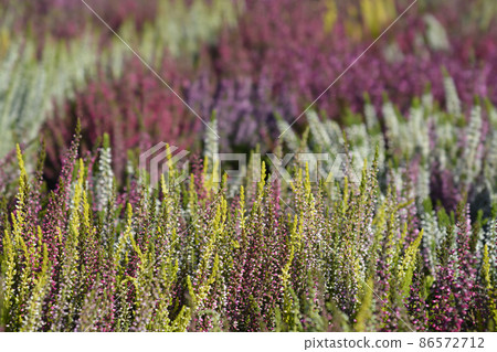 Common heather Common heather 86572712