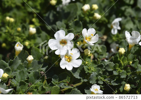 Ornamental bacopa Ornamental bacopa 86572713