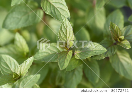 Chocolate mint Chocolate mint 86572721