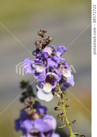 Summer snapdragon Serena Blue 86572722