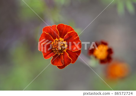 French marigold 86572724