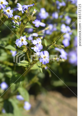 Bush violet 86572725