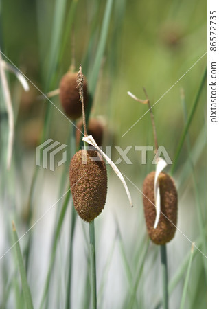 Dwarf bulrush 86572735