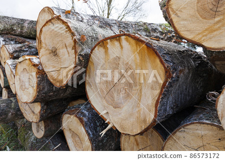 wood harvesting in the forest wood harvesting in the forest 86573172