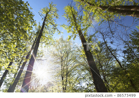 young green foliage on different types of trees 86573499