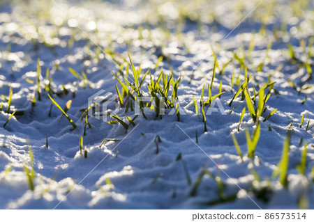 agricultural field where cereal wheat is grown 86573514