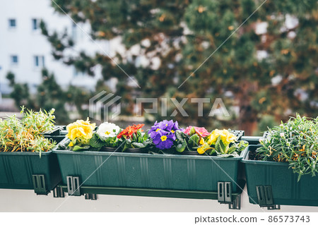 Beautiful primroses bloom on the balcony at spring time. Natural backgound. Home gardening 86573743