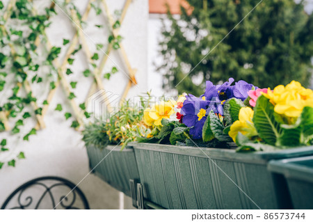 Colorful primrose on balcony at spring time. Home gardening. Comfort zone. Natural background 86573744