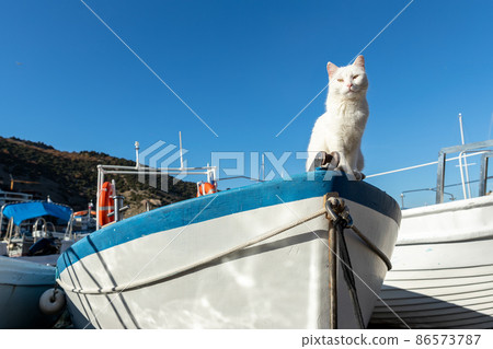 Cute funny white street skipper cat enjoy warm summer sun light sitting on vintage wooden sailing boat at village marina on bright summer day. Funny pet on fishing sailboat vessel. Travel concept Cute funny white street skipper cat enjoy warm summer sun light sitting on vintage wooden sailing boat at village marina on bright summer day. Funny pet on fishing sailboat vessel. Travel concept 86573787